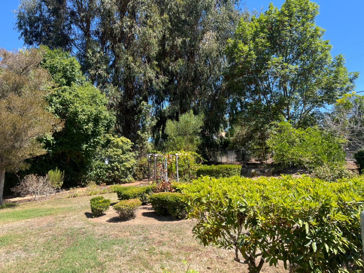 Rancho Santa Fe eucalyptus trees and luxury estates